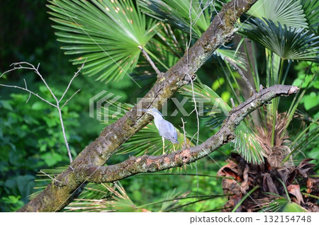 A Japanese night heron perched on a towering tree 132154748