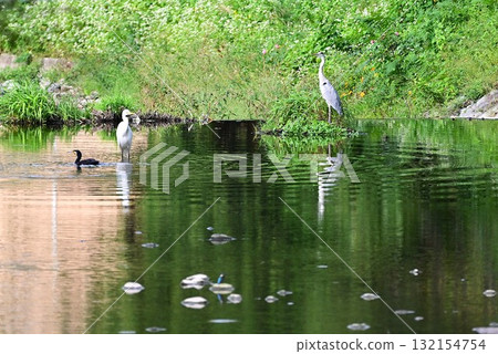 Four types of birds lined up together in the river 132154754