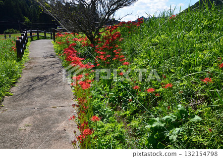 箕澤紅花石蒜公園 #34 箕澤紅花石蒜公園 #34 132154798