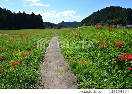 箕澤紅花石蒜公園 #40 箕澤紅花石蒜公園 #40 132154804