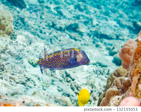 黑箱魨等魚類。美麗的珊瑚礁和成群的熱帶魚。沖繩縣島尻郡慶良間諸島阿室島座間味島 - 2025 132155053