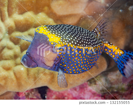 黑箱魨等魚類。美麗的珊瑚礁和成群的熱帶魚。沖繩縣島尻郡慶良間諸島阿室島座間味島 - 2025 黑箱魨等魚類。美麗的珊瑚礁和成群的熱帶魚。沖繩縣島尻郡慶良間諸島阿室島座間味島 - 2025 132155055