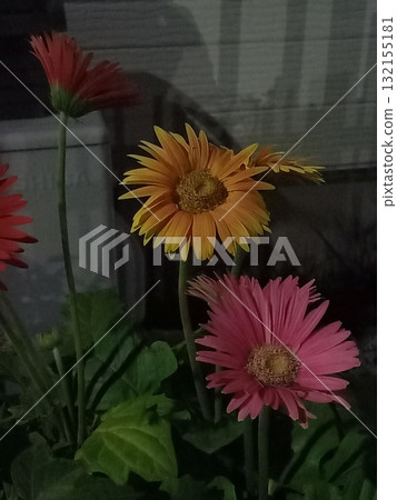 非洲菊花 非洲菊花 132155181