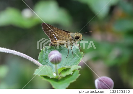 A skipper butterfly sucking nectar from a purple daisy flower blooming in an autumn garden A skipper butterfly sucking nectar from a purple daisy flower blooming in an autumn garden 132155350