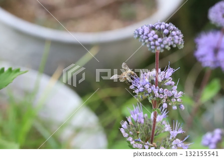 一隻蜜蜂從秋季花園盛開的紫色雛菊花中吸取花蜜 132155541