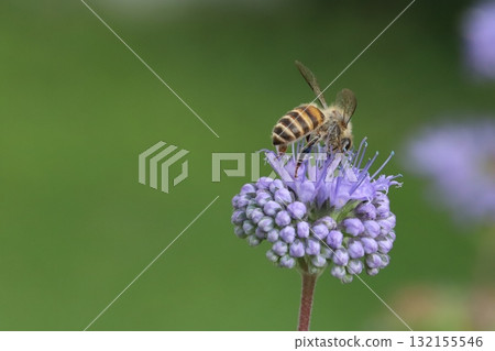 A honeybee sucking nectar from a purple daisy flower blooming in an autumn garden 132155546