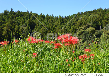 Minozawa Red Spider Lily Park 2025-9-27 #41 132155618