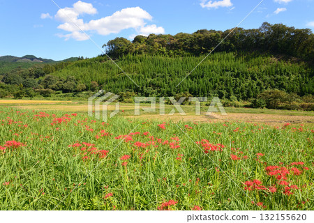 Minozawa Red Spider Lily Park 2025-9-27 #43 132155620