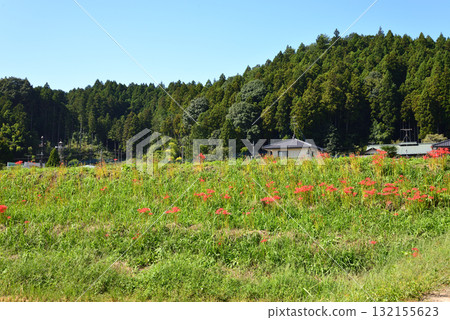 Minozawa Red Spider Lily Park 2025-9-27 #45 Minozawa Red Spider Lily Park 2025-9-27 #45 132155623