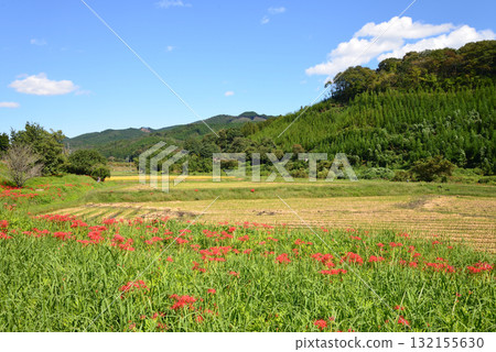箕澤紅花石竹公園 2025-9-27 #50 箕澤紅花石竹公園 2025-9-27 #50 132155630