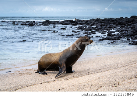 Sea Lion Posing on Playa Loberia Beach Sea Lion Posing on Playa Loberia Beach 132155949