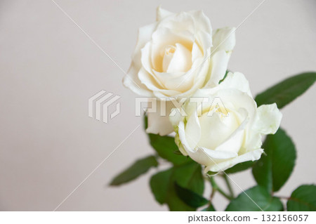 白玫瑰 白玫瑰 132156057