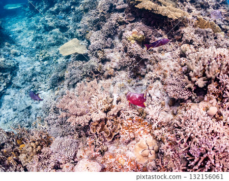 美麗的紅石斑魚和其他魚類。美麗的珊瑚礁和成群的熱帶魚。沖繩縣島尻郡慶良間諸島、座間味島、阿室島 - 2025 美麗的紅石斑魚和其他魚類。美麗的珊瑚礁和成群的熱帶魚。沖繩縣島尻郡慶良間諸島、座間味島、阿室島 - 2025 132156061