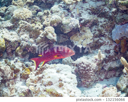 Beautiful red grouper and other fish. Beautiful coral reefs and schools of tropical fish. Okinawa Prefecture, Shimajiri District, Kerama Islands, Zamami Island, Amuro Island - 2025 132156066