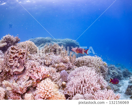 Beautiful red grouper and other fish. Beautiful coral reefs and schools of tropical fish. Okinawa Prefecture, Shimajiri District, Kerama Islands, Zamami Island, Amuro Island - 2025 132156069