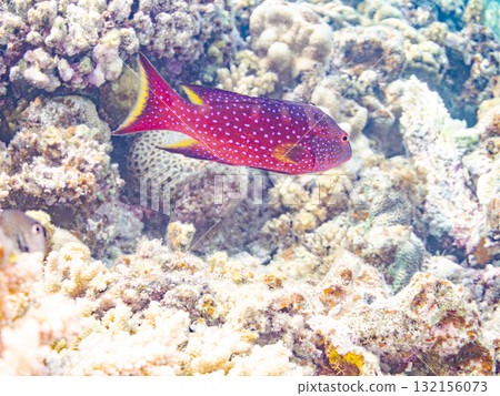 Beautiful red grouper and other fish. Beautiful coral reefs and schools of tropical fish. Okinawa Prefecture, Shimajiri District, Kerama Islands, Zamami Island, Amuro Island - 2025 Beautiful red grouper and other fish. Beautiful coral reefs and schools of tropical fish. Okinawa Prefecture, Shimajiri District, Kerama Islands, Zamami Island, Amuro Island - 2025 132156073