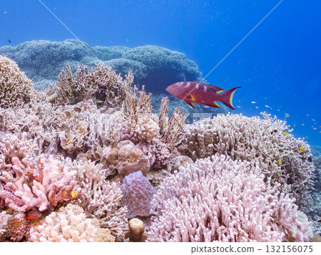 Beautiful red grouper and other fish. Beautiful coral reefs and schools of tropical fish. Okinawa Prefecture, Shimajiri District, Kerama Islands, Zamami Island, Amuro Island - 2025 132156075