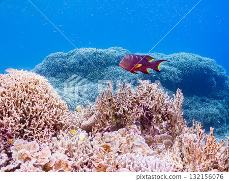 美麗的紅石斑魚和其他魚類。美麗的珊瑚礁和成群的熱帶魚。沖繩縣島尻郡慶良間諸島、座間味島、阿室島 - 2025 美麗的紅石斑魚和其他魚類。美麗的珊瑚礁和成群的熱帶魚。沖繩縣島尻郡慶良間諸島、座間味島、阿室島 - 2025 132156076
