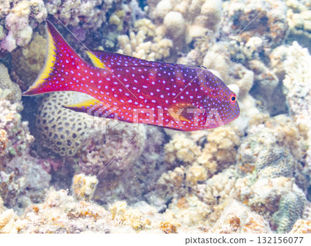 美麗的紅石斑魚和其他魚類。美麗的珊瑚礁和成群的熱帶魚。沖繩縣島尻郡慶良間諸島、座間味島、阿室島 - 2025 美麗的紅石斑魚和其他魚類。美麗的珊瑚礁和成群的熱帶魚。沖繩縣島尻郡慶良間諸島、座間味島、阿室島 - 2025 132156077