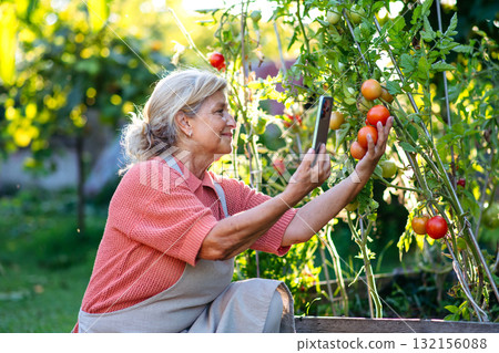 Older woman taking picture of ripe tomatoes from her garden. Older woman taking picture of ripe tomatoes from her garden. 132156088