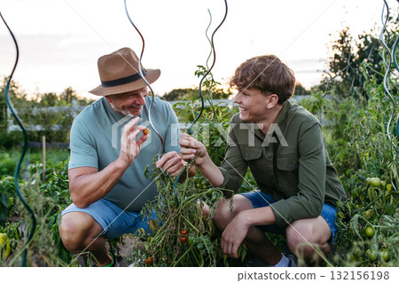 Teen boy helping grandparents on farm, picking tomatoes. 132156198