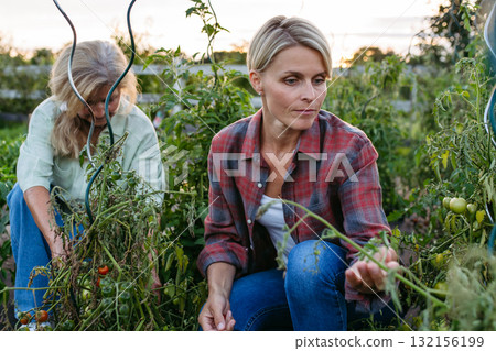 Female gardener harvesting fresh tomato in garden. 132156199