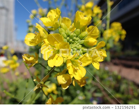 Yellow flowers of rape blossoms Yellow flowers of rape blossoms 132156291