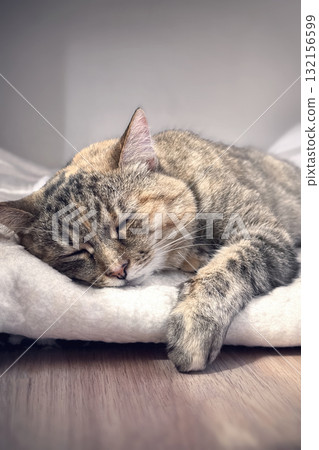 A gray and orange tabby cat lies peacefully asleep on a soft blanket in a warm, inviting room. The gentle light of the afternoon creates a serene atmosphere, enhancing the cozy surroundings. A gray and orange tabby cat lies peacefully asleep on a soft blanket in a warm, inviting room. The gentle light of the afternoon creates a serene atmosphere, enhancing the cozy surroundings. 132156599