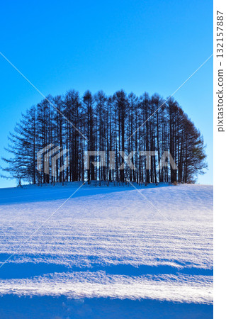 Winter Biei Mild Seven Hill Winter Biei Mild Seven Hill 132157887