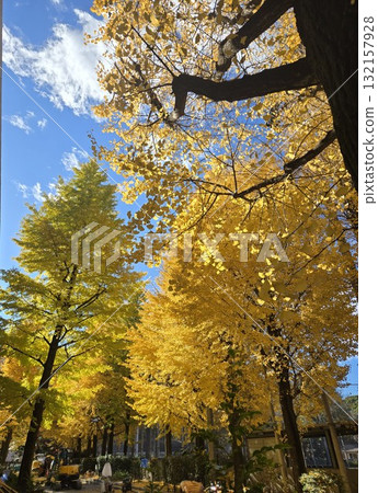 銀杏和秋日的天空_東京的紅葉 132157928