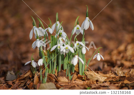 Snowdrop.3 Snowdrop.3 132158168