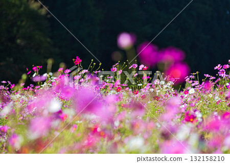 沐浴在陽光下的絢爛大波斯菊 132158210