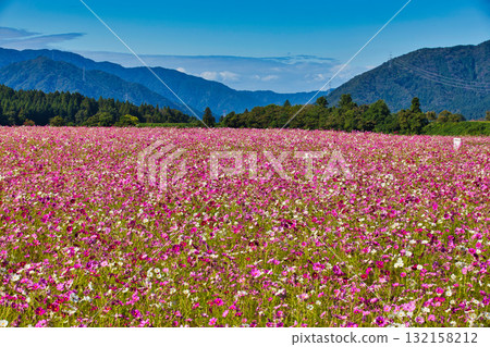 沐浴在陽光下的絢爛大波斯菊 沐浴在陽光下的絢爛大波斯菊 132158212