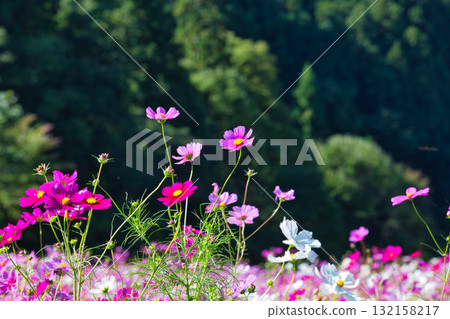 沐浴在陽光下的絢爛大波斯菊 沐浴在陽光下的絢爛大波斯菊 132158217