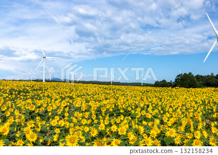 Akazu, Konan-cho, Koriyama City, Fukushima Prefecture. A sunflower field in full bloom beneath the wind turbines of the wind-powered Koriyama Nunobiki Plateau. Akazu, Konan-cho, Koriyama City, Fukushima Prefecture. A sunflower field in full bloom beneath the wind turbines of the wind-powered Koriyama Nunobiki Plateau. 132158234