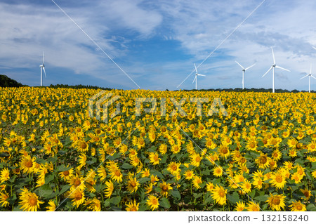 Akazu, Konan-cho, Koriyama City, Fukushima Prefecture. A sunflower field in full bloom beneath the wind turbines of the wind-powered Koriyama Nunobiki Plateau. Akazu, Konan-cho, Koriyama City, Fukushima Prefecture. A sunflower field in full bloom beneath the wind turbines of the wind-powered Koriyama Nunobiki Plateau. 132158240