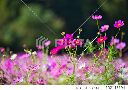 A dazzling field of cosmos bathed in sunlight 132158294