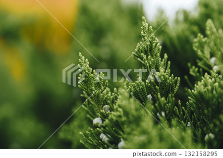 Close-up view of vibrant green foliage in a natural setting on a sunny day 132158295