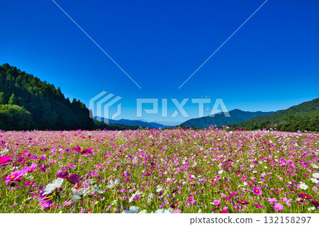 沐浴在陽光下的絢爛大波斯菊 132158297