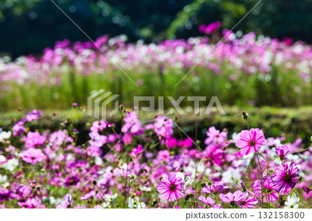A dazzling field of cosmos bathed in sunlight A dazzling field of cosmos bathed in sunlight 132158300
