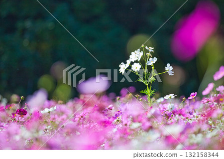 沐浴在陽光下的絢爛大波斯菊 132158344