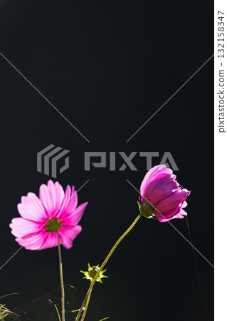 A dazzling field of cosmos bathed in sunlight A dazzling field of cosmos bathed in sunlight 132158347