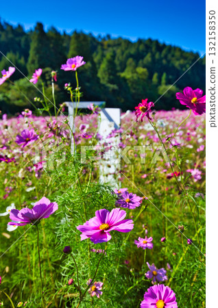 沐浴在陽光下的絢爛大波斯菊 132158350