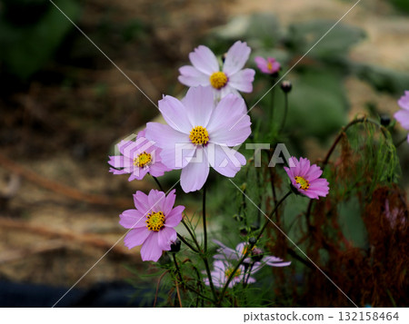 秋季花壇盛開的粉紅色波斯菊 132158464