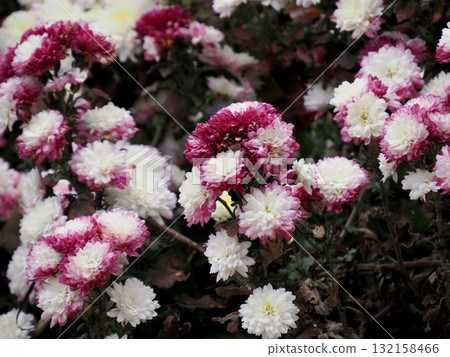 粉紅色噴菊花 粉紅色噴菊花 132158466