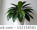 觀賞植物的房間 132158581