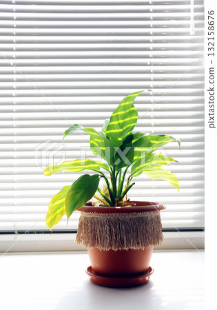 Sunny cozy home interior with Peace Lily (Spathiphyllum) in flower pot on windowsill. Home plant care, home gardening, room interior decoration. Cosy house interior with Spathe Flower (White Sails) 132158676