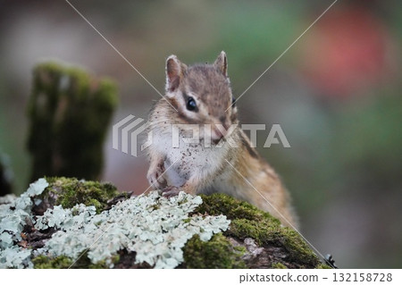 吃苔蘚的可愛花栗鼠 132158728