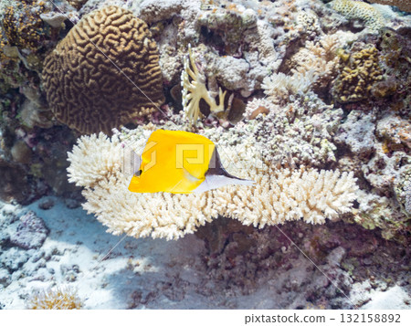 美麗的鯛魚和其他魚類。美麗的珊瑚礁和熱帶魚群。沖繩縣島尻郡慶良間諸島座間味島阿室島 2025 132158892