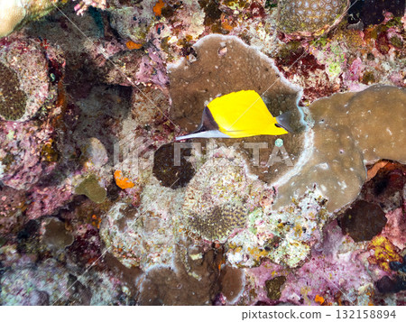 Beautiful Snapperfish and other fish. Beautiful coral reefs and schools of tropical fish. Okinawa Prefecture, Shimajiri District, Kerama Islands, Zamami Island, Amuro Island 2025 132158894